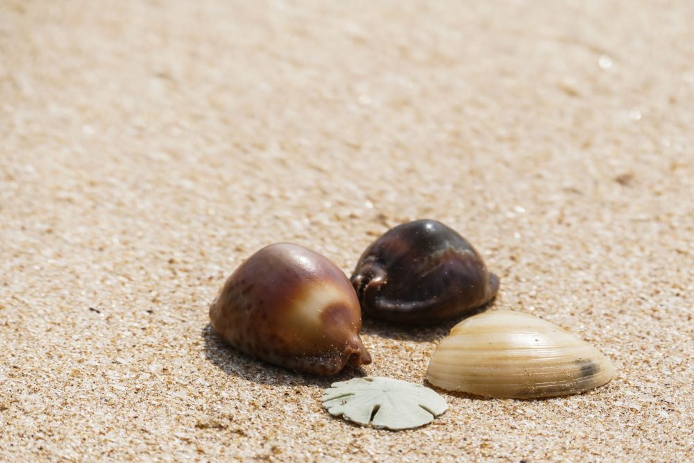 skaller på sand