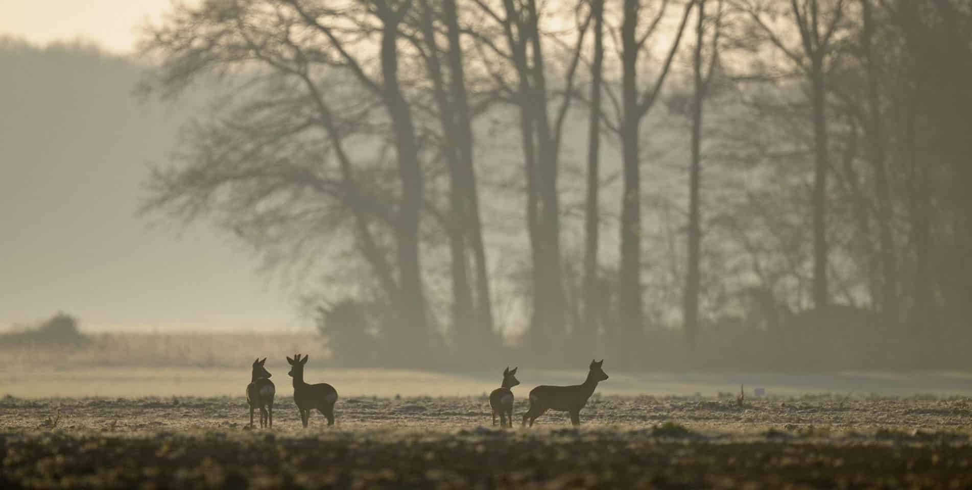 Rådyr i naturen