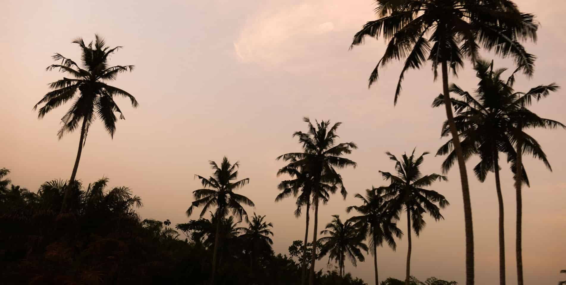 palmer under en lyserød himmel