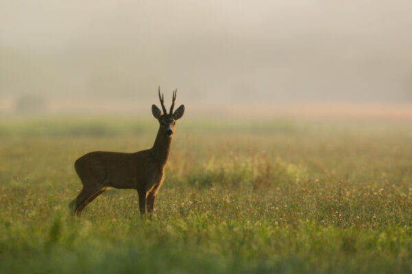 Minimer påkørsel af dyr med vildtfløjte