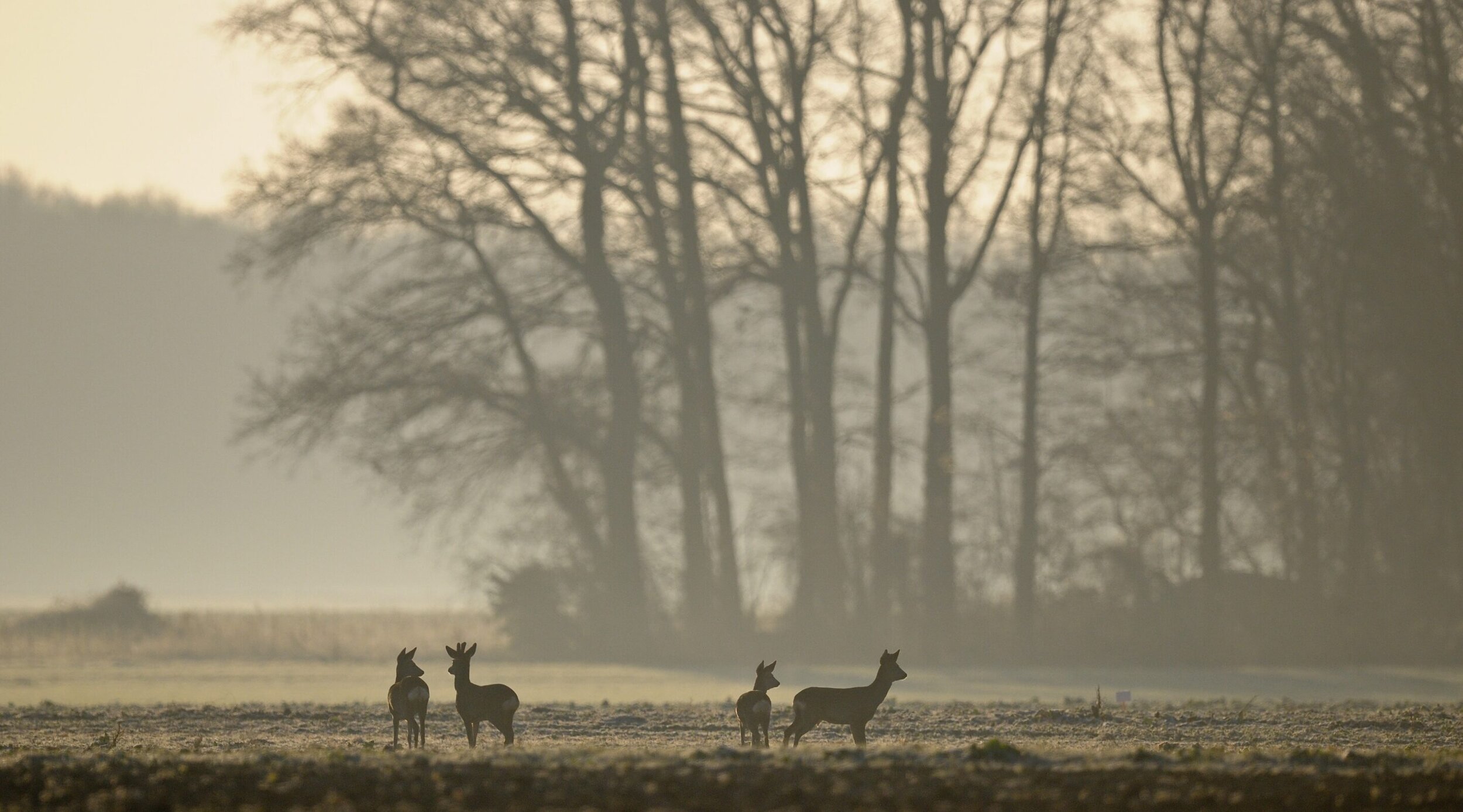 Minimer påkørsel af dyr med en vildtfløjte fra Thisted Forsikring
