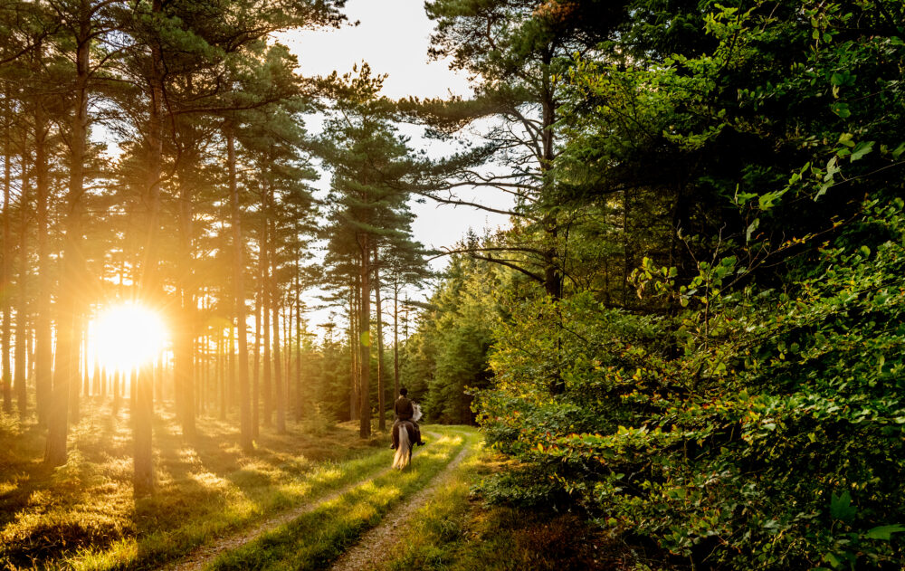 En kvinde som rider på en hest gennem skoven om sommeren i Nationalpark Thy i Nordjylland, mens den lave eftermiddagslys skinner gennem træerne.