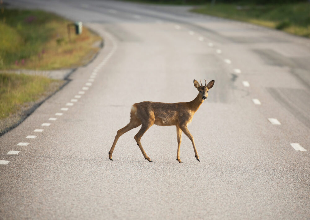 Har du påkørt et dyr? Det skal du gøre