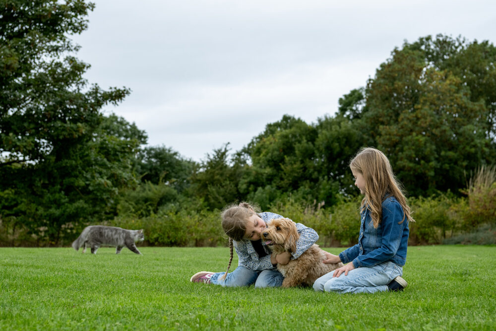 Hundeforsikring